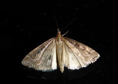 Eudonia octophora