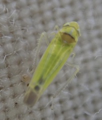 Lindbergina aurovittata