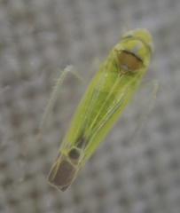 Lindbergina aurovittata