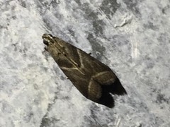 Nyctegretis triangulella