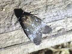 Dysmilichia gemella