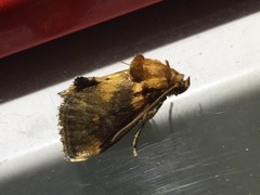 Microleon longipalpis
