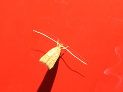 Lecitholaxa thiodora