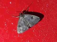 Sinarella rotundipennis