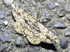 Hypomecis roboraria displicens