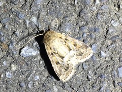 Spodoptera depravata