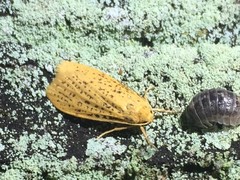 Dolgoma cribrata