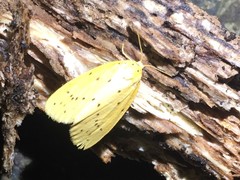 Stigmatophora flava leacrita