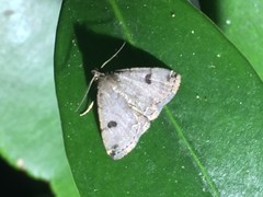 Sinarella rotundipennis