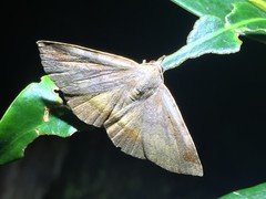 Mecodina nubiferalis