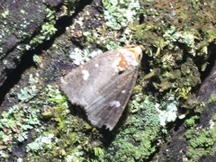 Acosmetia biguttula