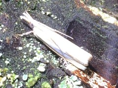 Crambus argyrophorus
