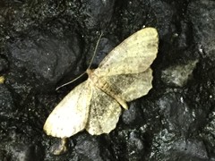 Microcalicha sordida