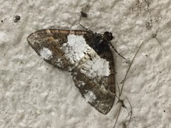 Melanthia procellata inquinata