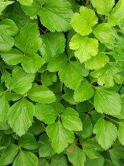Ligusticum scothicum