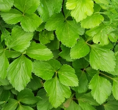 Ligusticum scothicum