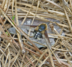 Bombylius varius