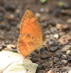 Tegosa anieta cluvia