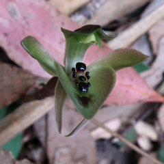 Chiloglottis gunnii