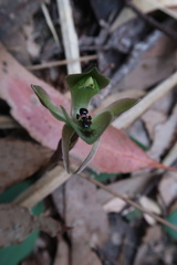 Chiloglottis gunnii
