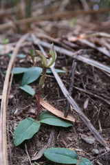 Chiloglottis gunnii
