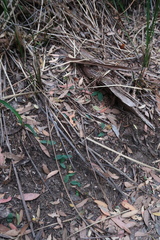 Chiloglottis gunnii