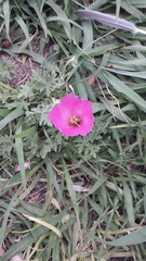 Modiolastrum gilliesii