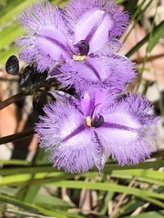 Thysanotus multiflorus