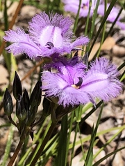 Thysanotus multiflorus