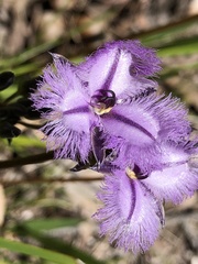 Thysanotus multiflorus