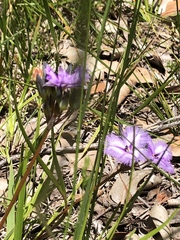 Thysanotus multiflorus