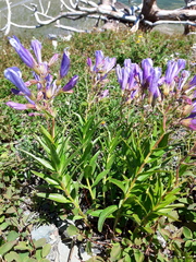 Penstemon lyallii
