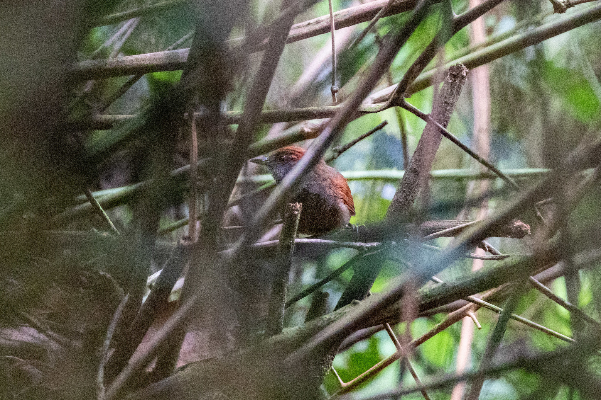 Cabanis's Spinetail (Synallaxis cabanisi)