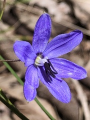 Agrostocrinum hirsutum