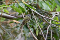 Leptopogon superciliaris