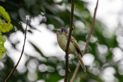 Leptopogon superciliaris