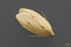 Durrantia piperatella