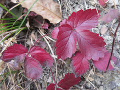 Potentilla fragarioides