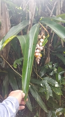 Alpinia nutans