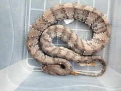 Agkistrodon russeolus