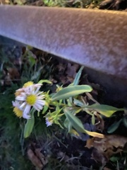 Symphyotrichum novi-belgii
