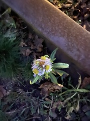 Symphyotrichum novi-belgii