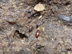 Elaphropus