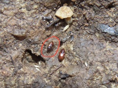 Elaphropus