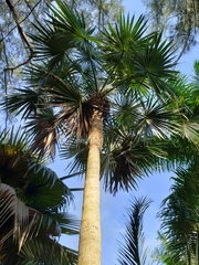 Coccothrinax miraguama