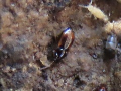 Elaphropus