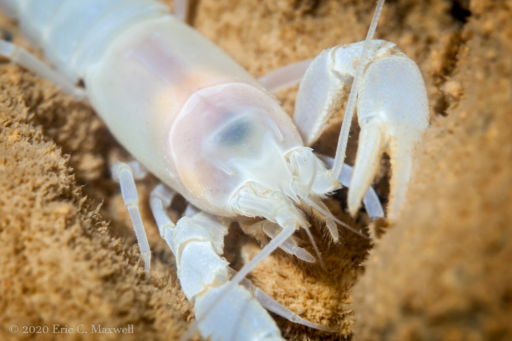 Northern Cave Crayfish