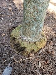 Coccothrinax miraguama