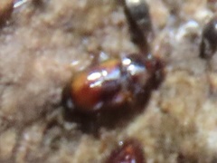 Elaphropus