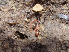 Elaphropus